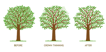 crown thinning diagram