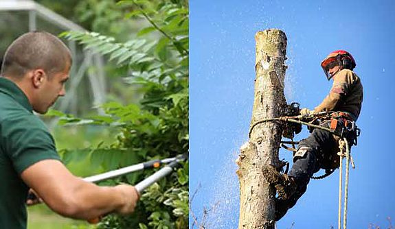 tree-lopper-trimming-gardener-pruning