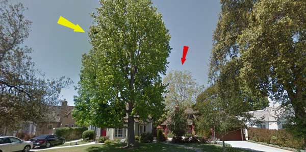 tree location on property