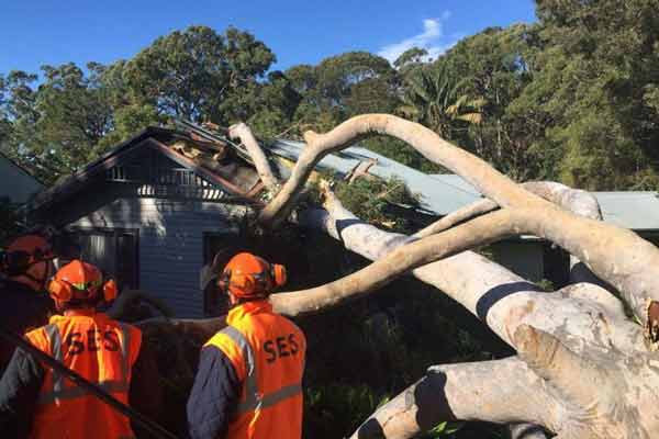 fallen trees