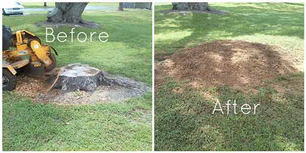 stump grinding before and after