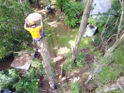 bocking down barrel tree remova lake Macquarie NSW