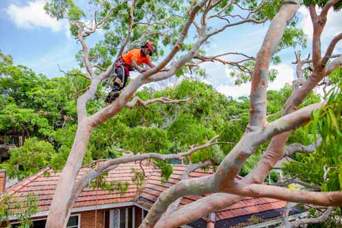 tree being removed in newcastle area NSW