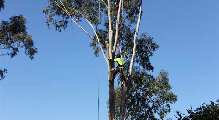 tree removalist melbourne east