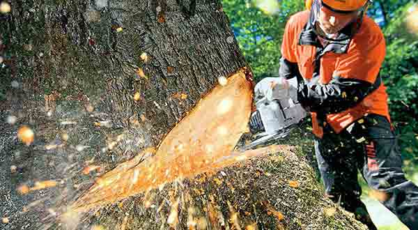 tree surgeon at work act