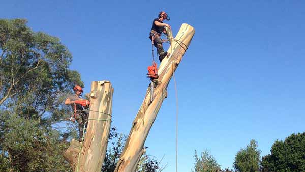 tree surgeon up a tree in Adelaide