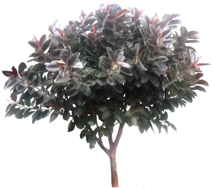 Rubber tree care