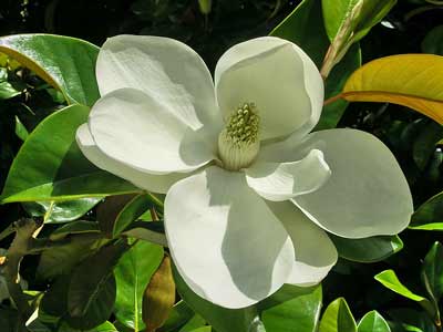 ficus elestica flower