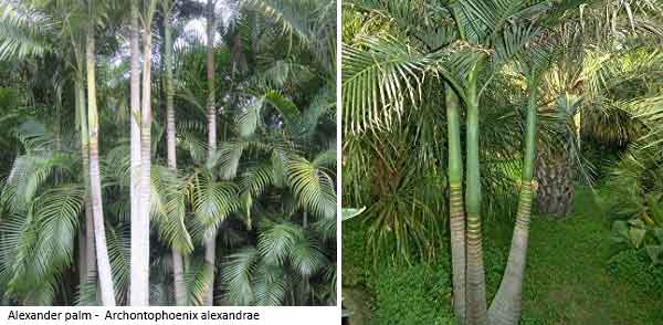 Alexander palm Archontophoenix alexandrae 1