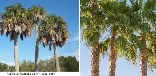 Australian Cabbage palm Sabal palm