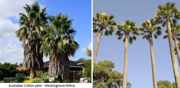 Washingtonia filifera