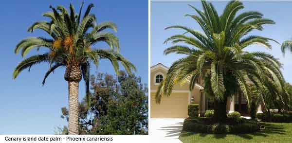 canary island date palm