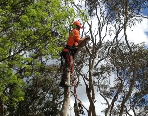 adelaide-arborist-climbing-tree