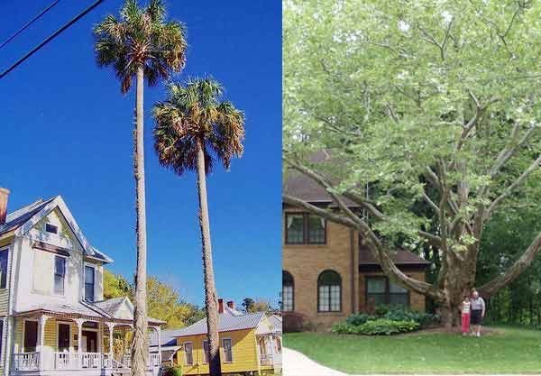 tree removal price by height
