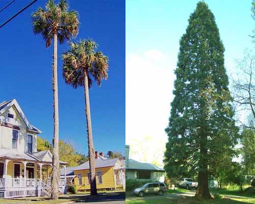 different trees