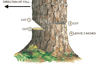 cutting method for tree felling