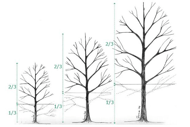 formative pruning