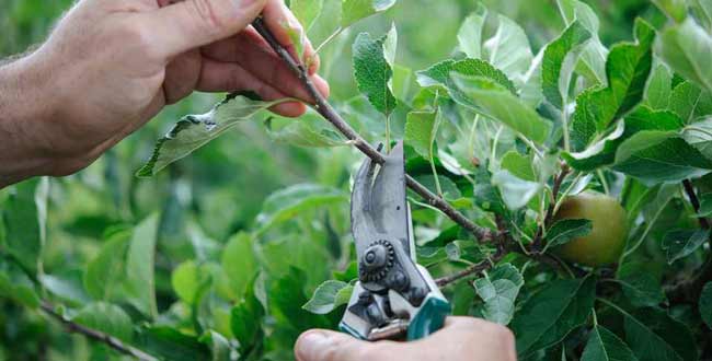 fruit tree pruning