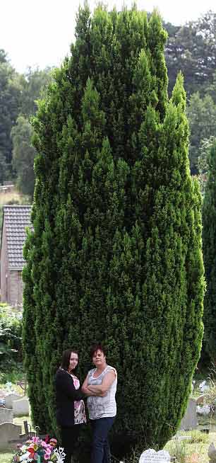 large-conifer-tree