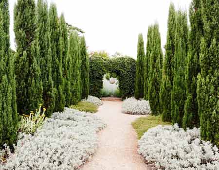 pencil-pine-trees-in-rows