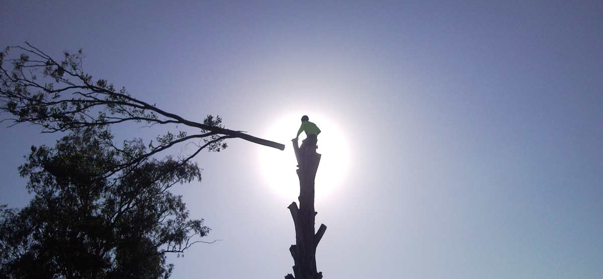 tree-felling-in-croydon-melbourne-vic