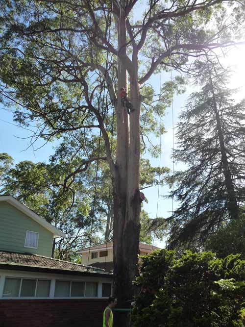 cutting down a large tree