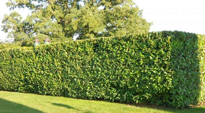 hedge freshly trimmed