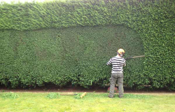 hedge trimming with hedgehog