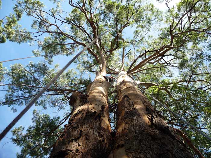 large tree removal rigging