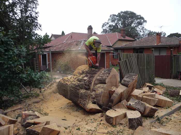 trent wilson blocking up camphor laurel