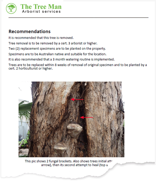 arborist report example image 1