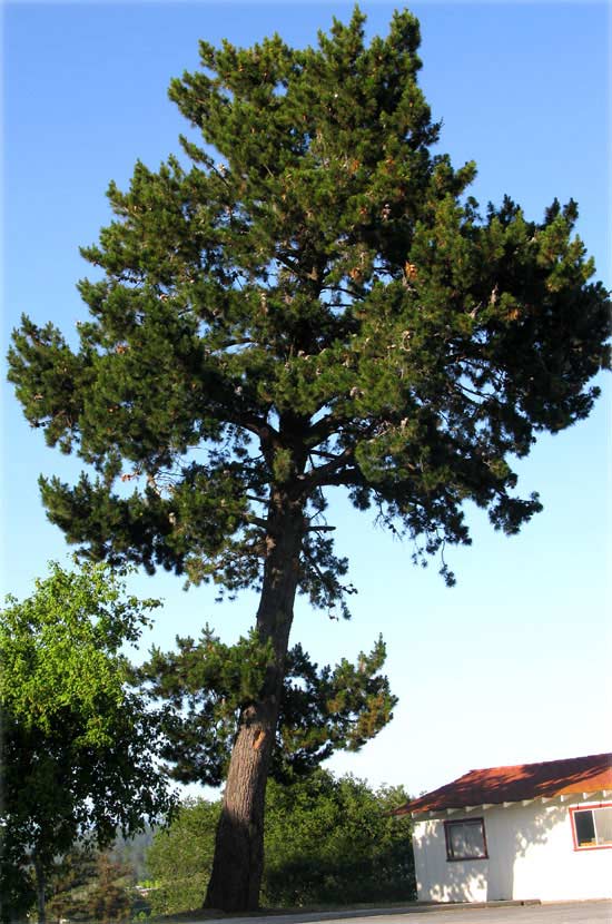 radiata pine tree trim cost example