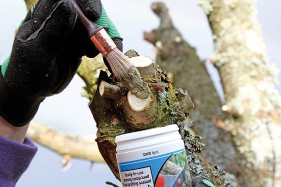 Tree pruning sealer being applied