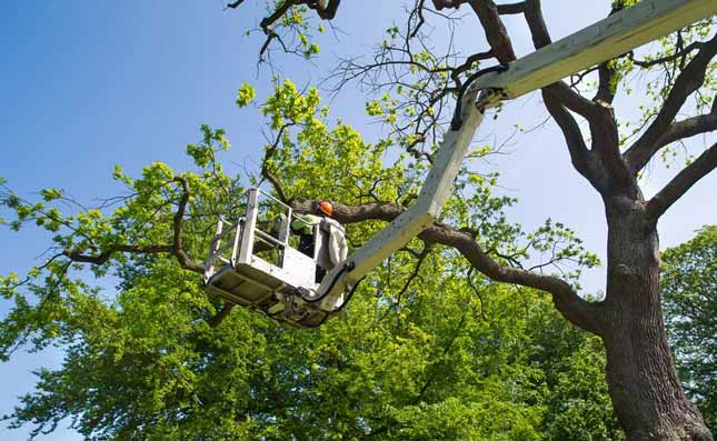 When should trees be pruned