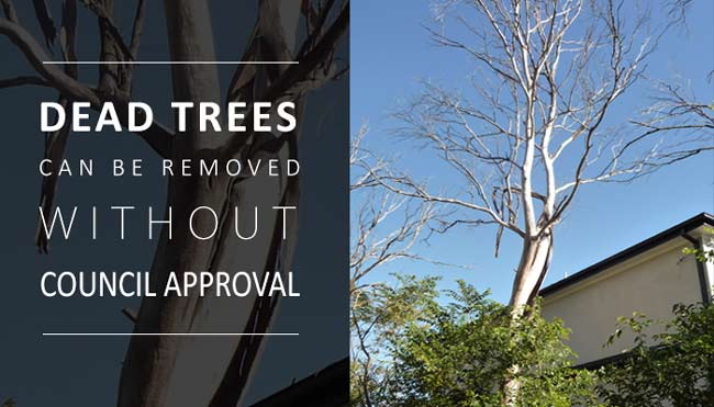 dead trees can be removed without council approval