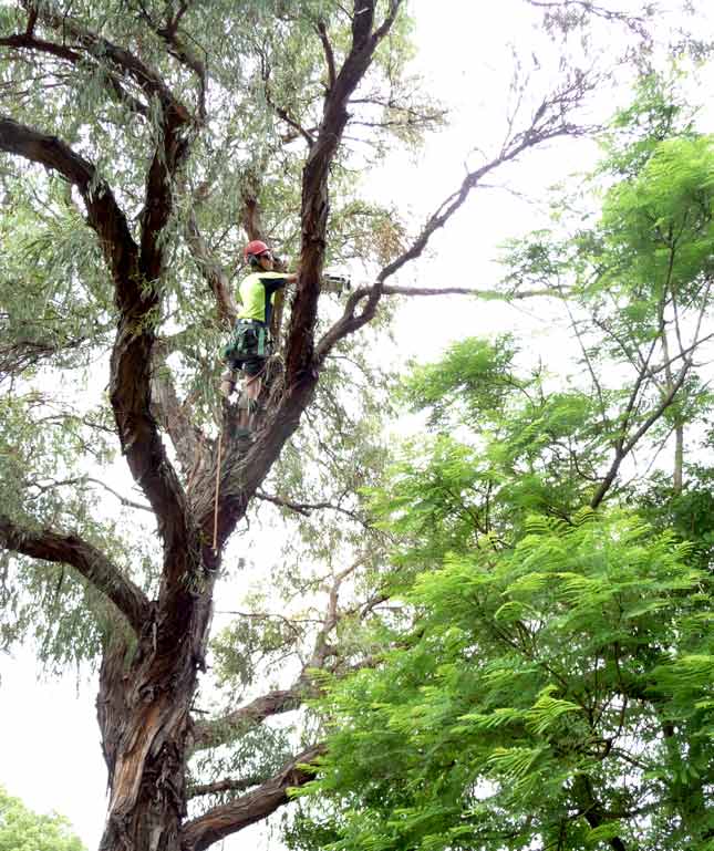 professional-arborist-pruning-a-tree