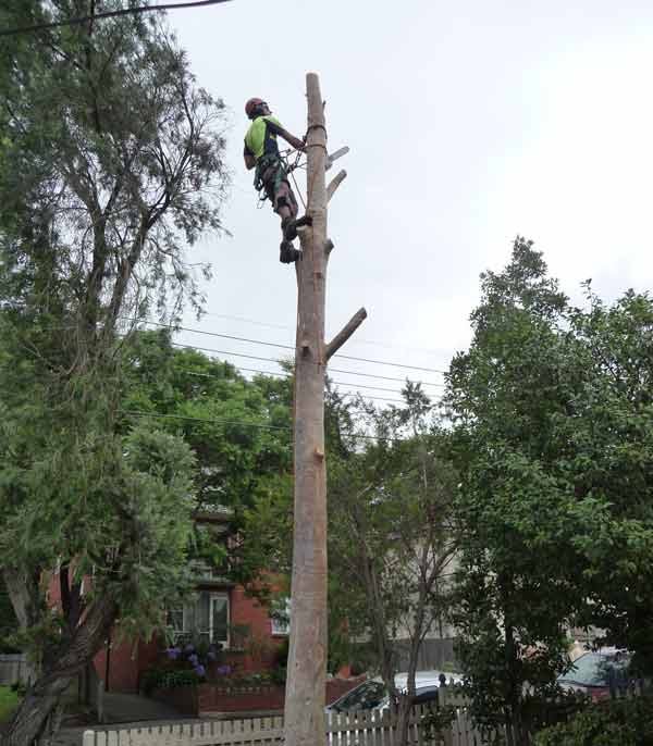 removing a tree after council approval