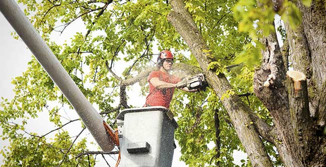 council removing a tree on street