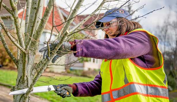 trimming a council tree615