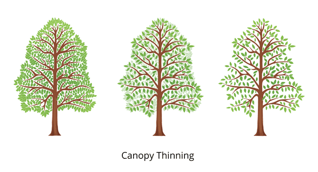 canopy thinning infographic