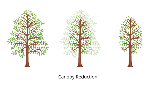 canopy tree reduction vector