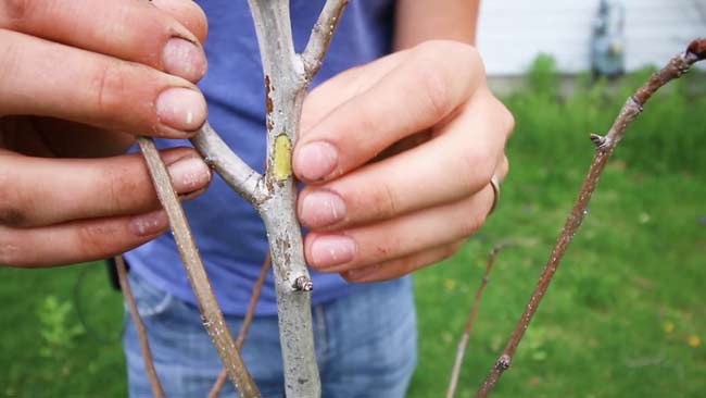 Is my tree dead or dormant?