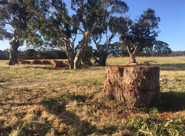 mt barger red gums removed