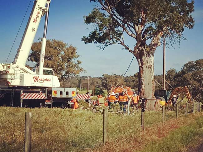 Mt Barker’s Ancient tree removal saga