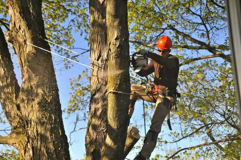 What's the difference between Tree Loppers and Arborists in Brisbane?