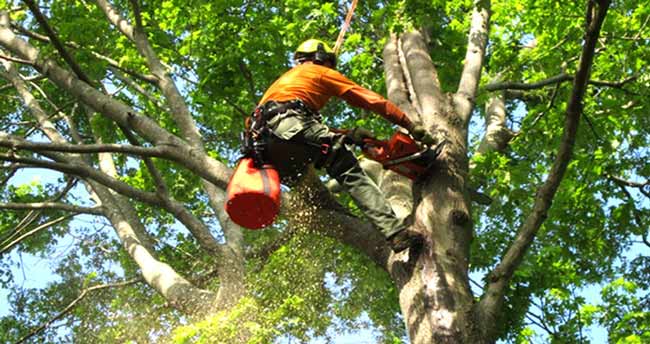 Certified arborist Adelaide