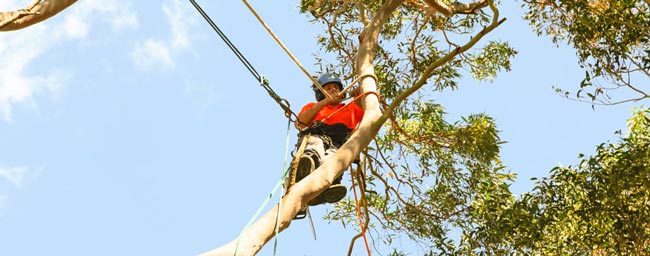 arborist trimming tree in perth WA