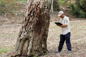 arbrosit in Sydney making notes on tree