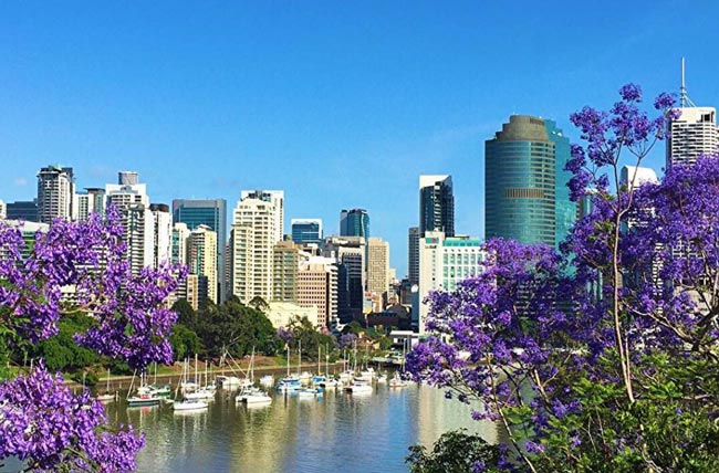 jacaranda in brisbane city