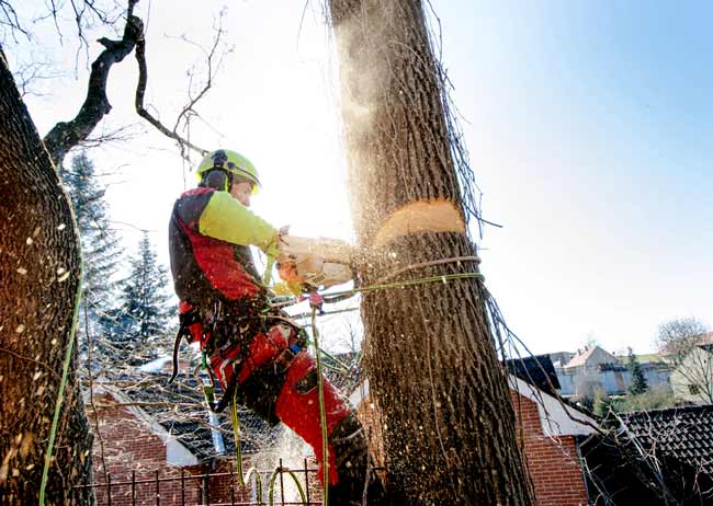 qualified arborist in adelaide removing a tree2